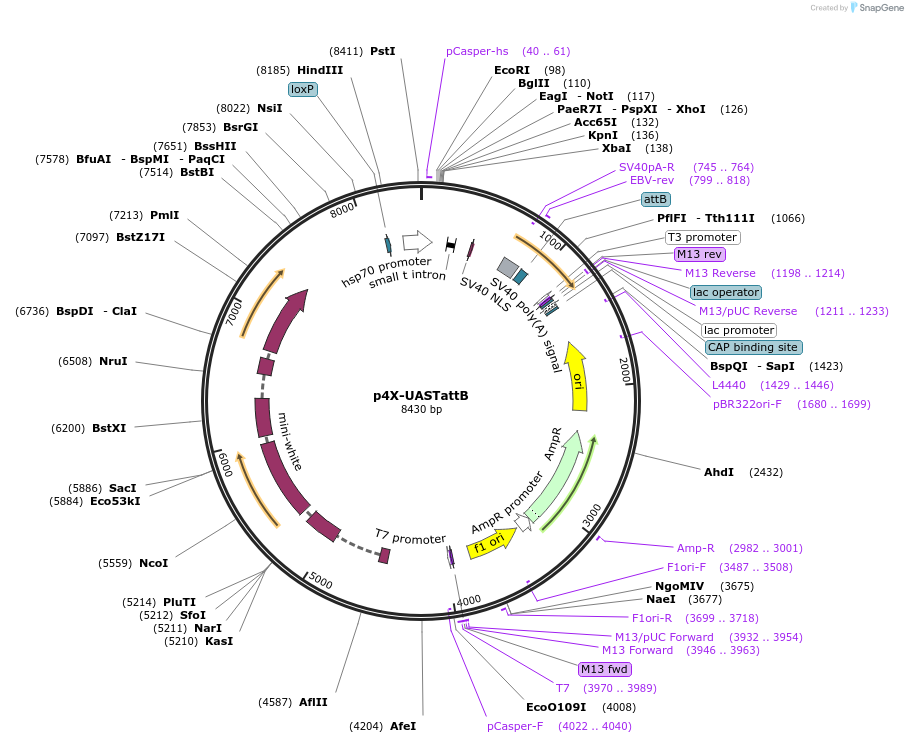 189858-plasmid-map-sequence-id-374376