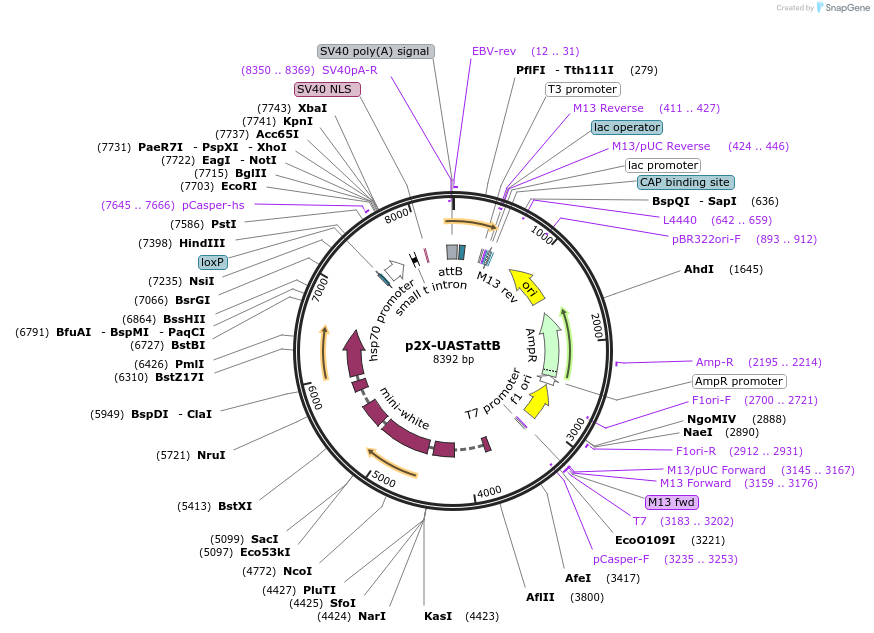 189860-plasmid-map-sequence-id-374377