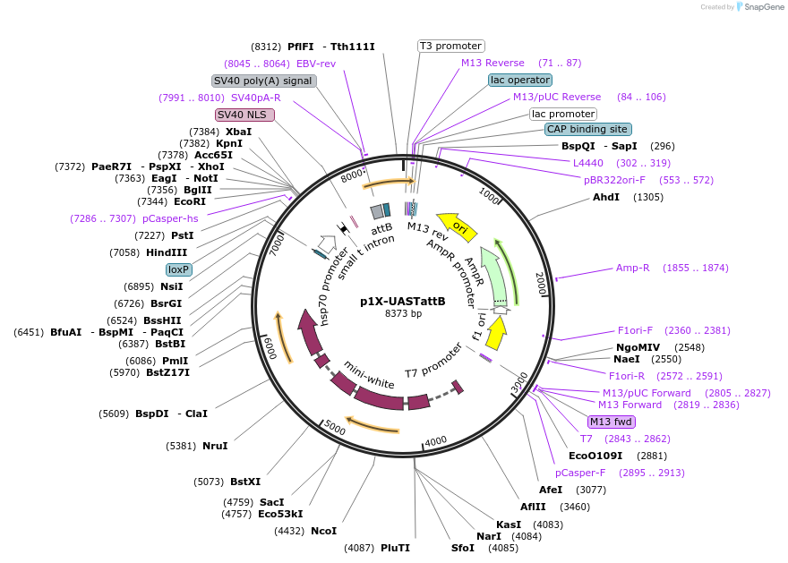 189861-plasmid-map-sequence-id-374378