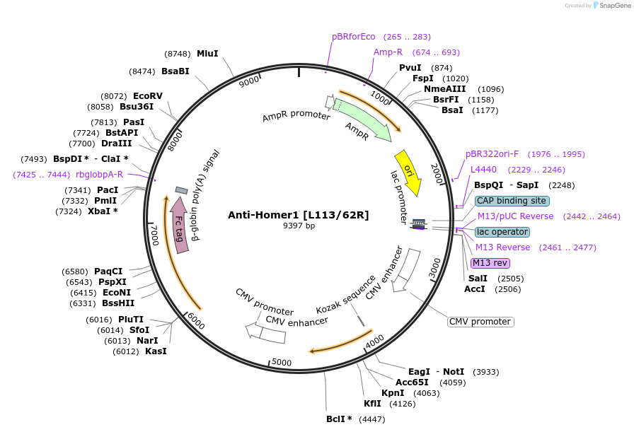 188157-plasmid-map-sequence-id-374381