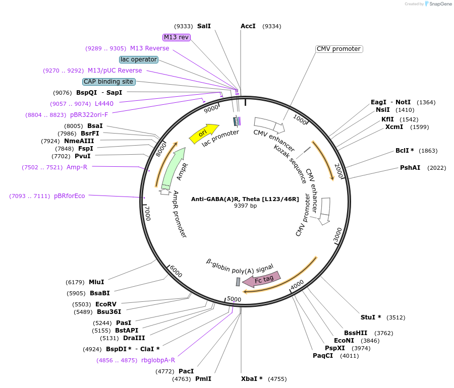188158-plasmid-map-sequence-id-374382