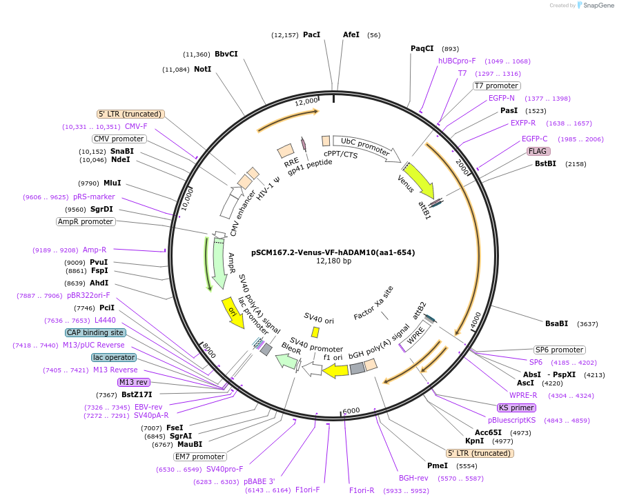 189558-plasmid-map-sequence-id-374390