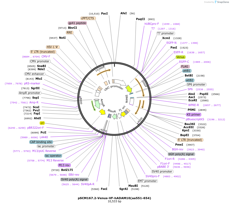 189557-plasmid-map-sequence-id-374394