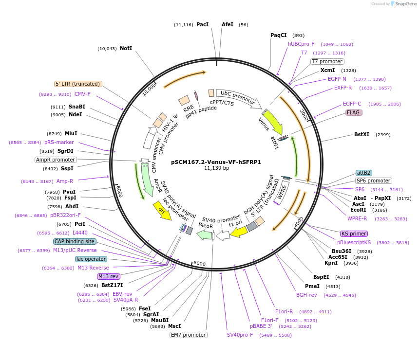 189541-plasmid-map-sequence-id-374395