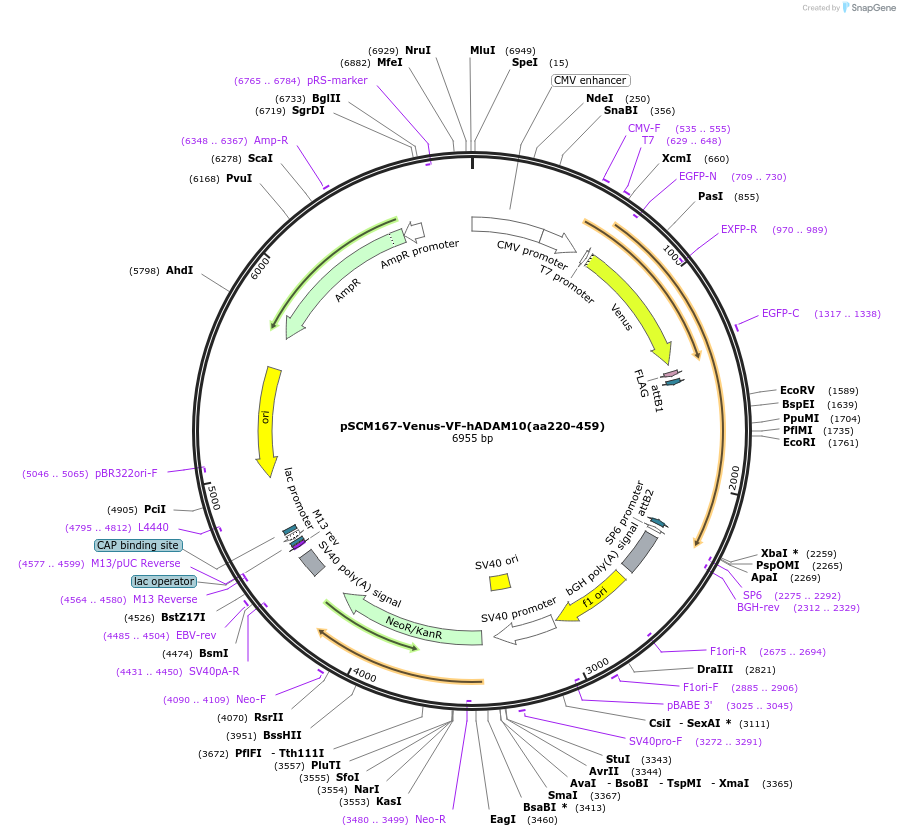 189555-plasmid-map-sequence-id-374397