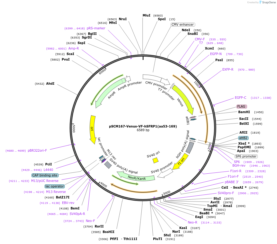 189546-plasmid-map-sequence-id-374398