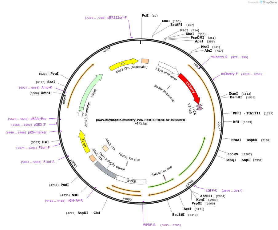 187102-plasmid-map-sequence-id-374401