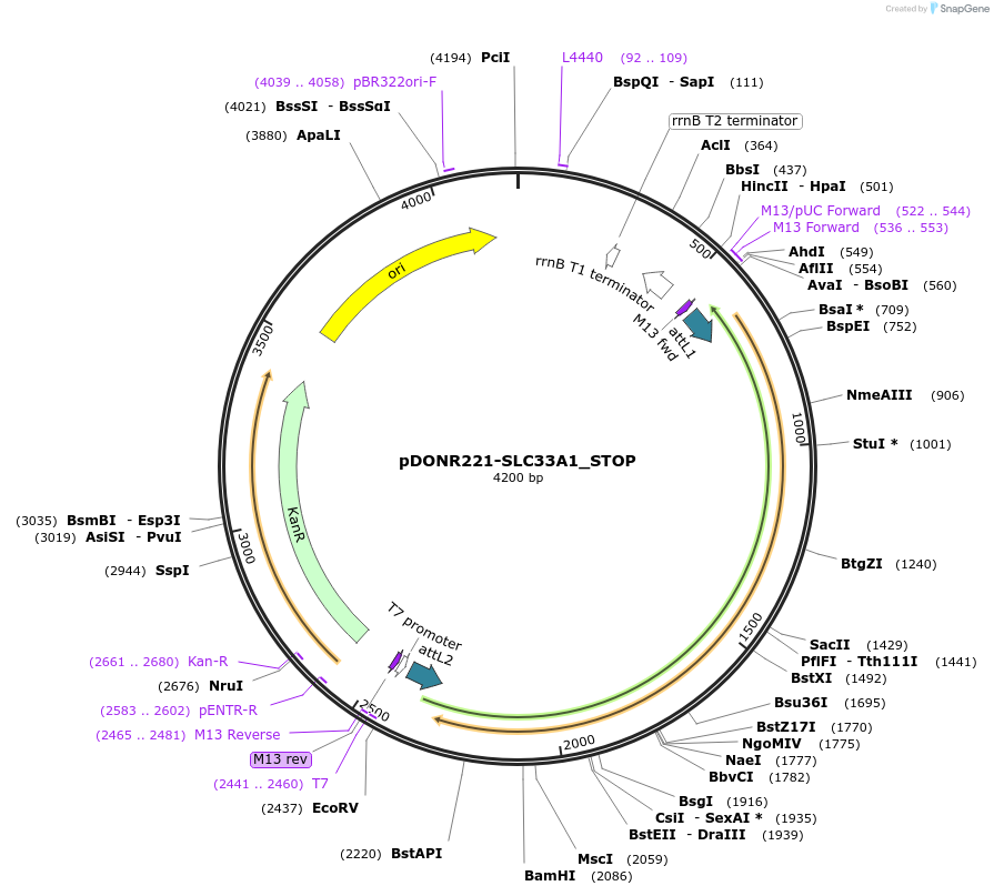 161430-plasmid-map-sequence-id-374402