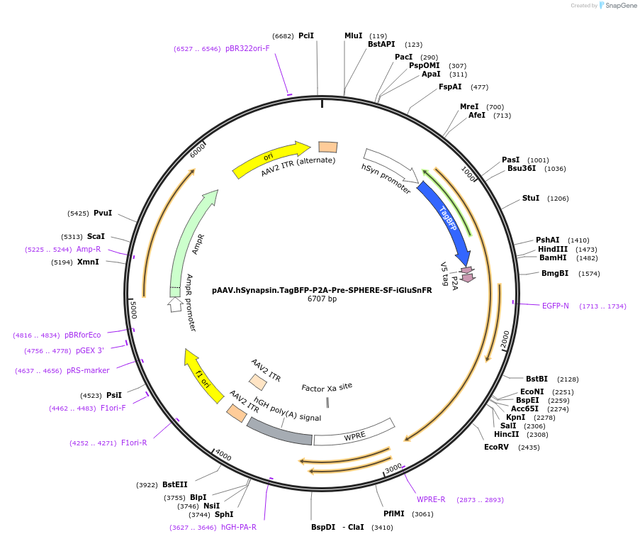 187101-plasmid-map-sequence-id-374405