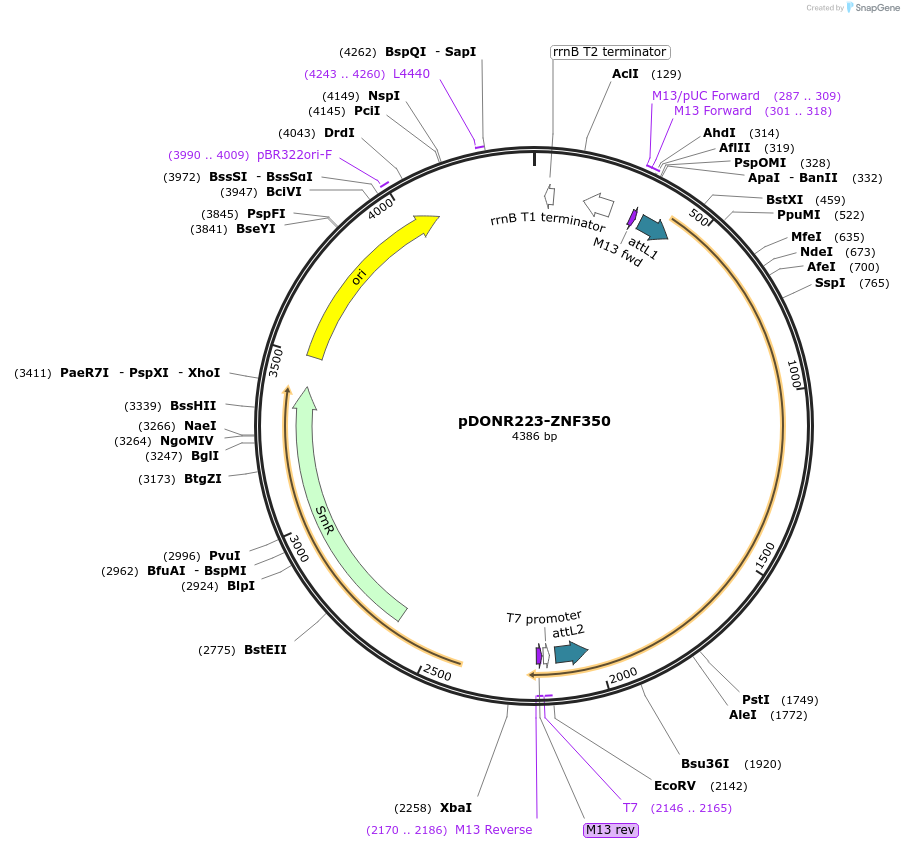 88526-plasmid-map-sequence-id-374406