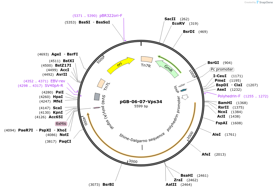 187989-plasmid-map-sequence-id-374438