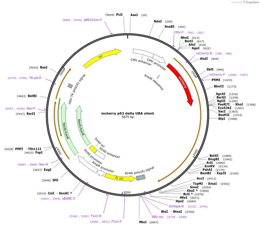 187984-plasmid-map-sequence-id-374443