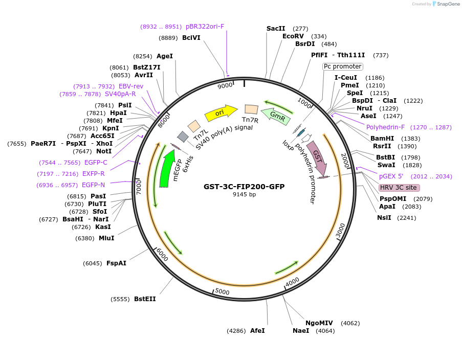 187832-plasmid-map-sequence-id-374448