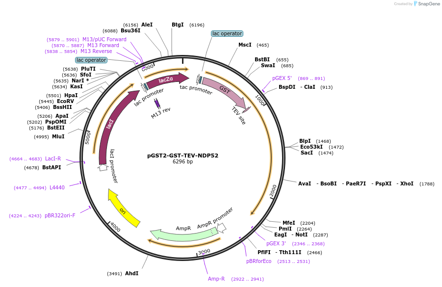 187828-plasmid-map-sequence-id-374455