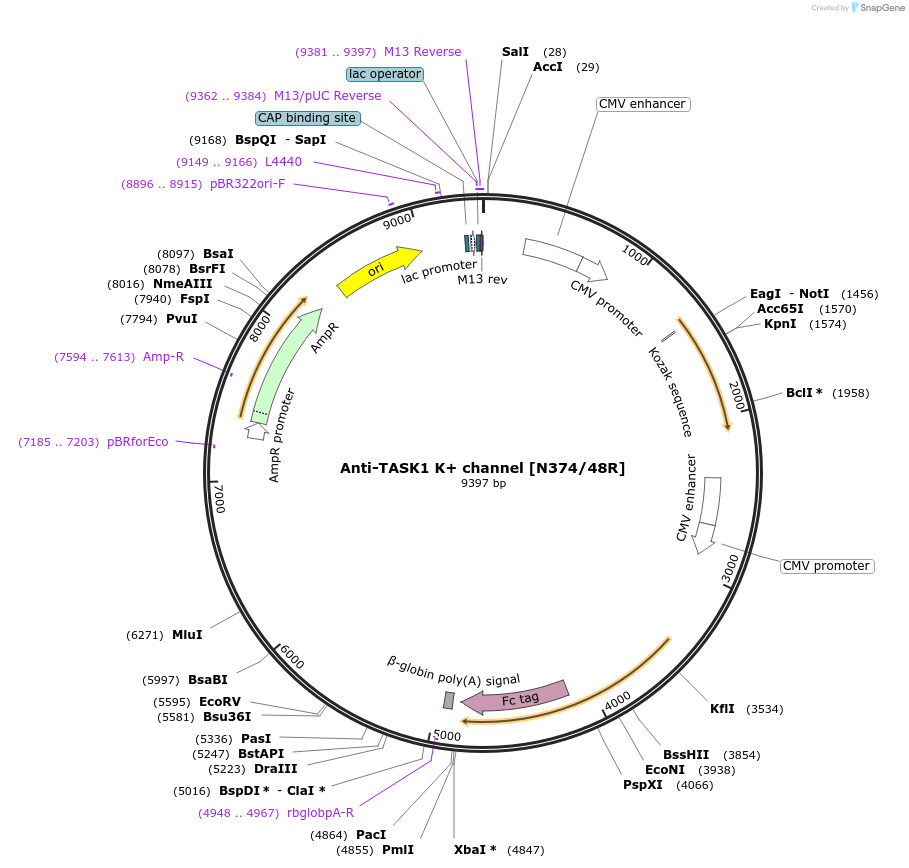 188160-plasmid-map-sequence-id-374460