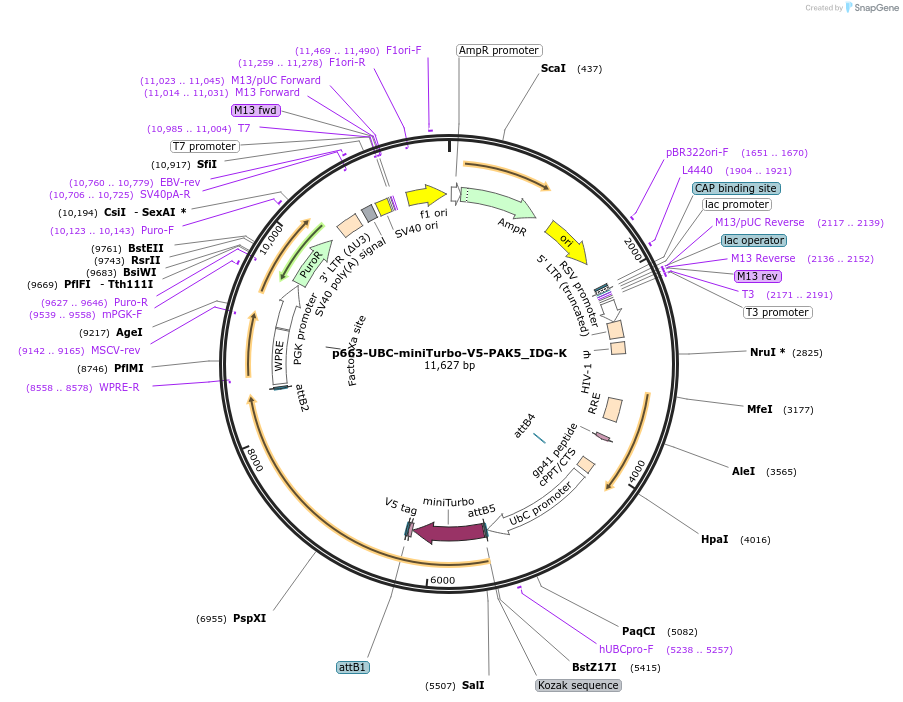 189896-plasmid-map-sequence-id-374471