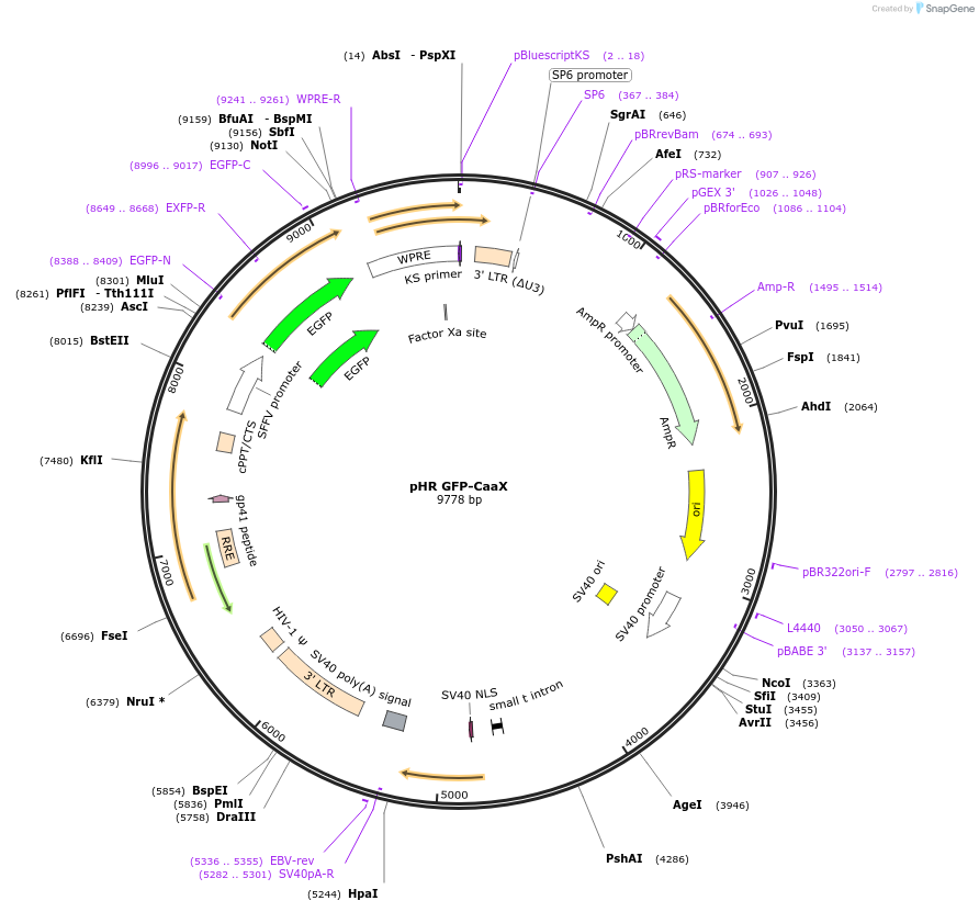 113020-plasmid-map-sequence-id-374476
