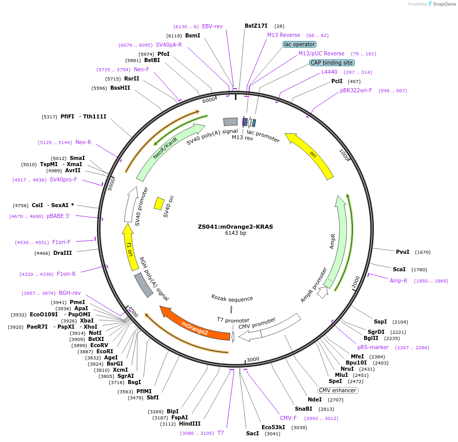 186432-plasmid-map-sequence-id-374477