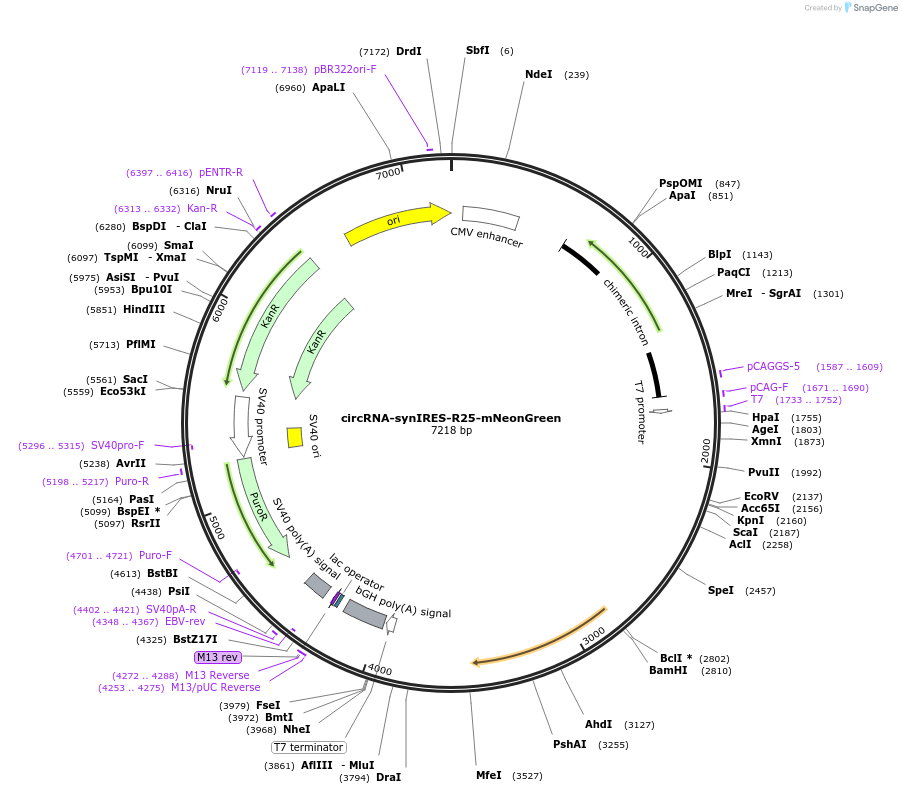 188115-plasmid-map-sequence-id-374478