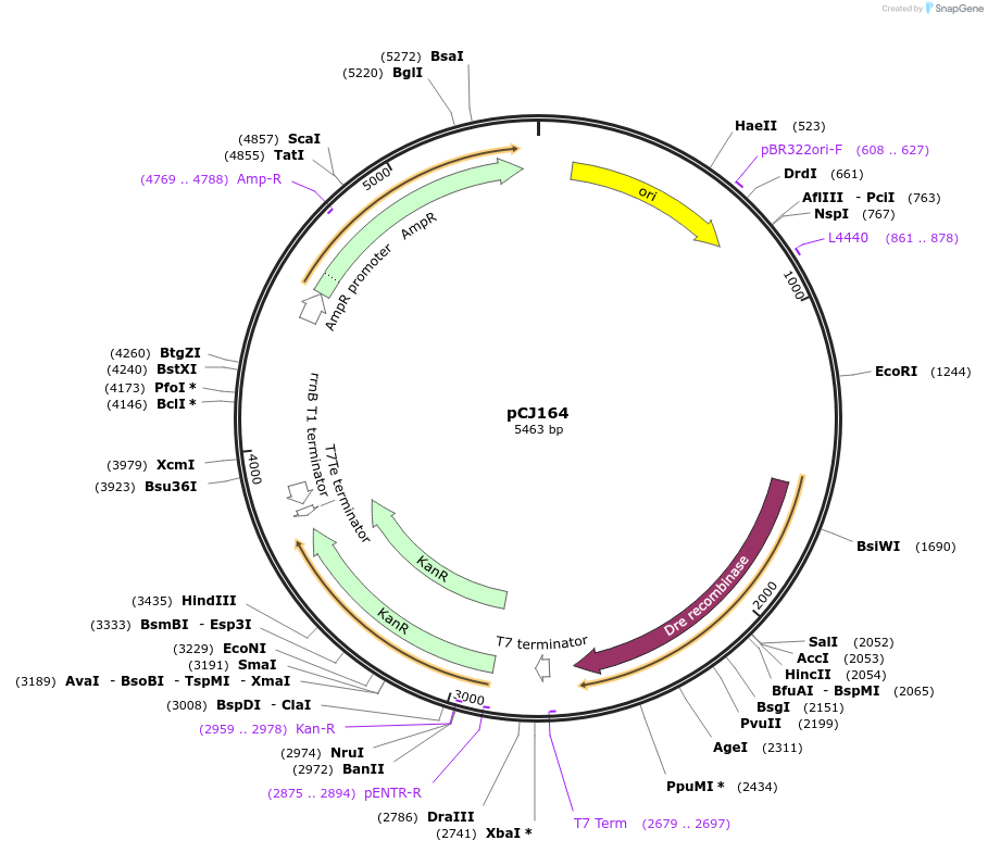 175057-plasmid-map-sequence-id-374490