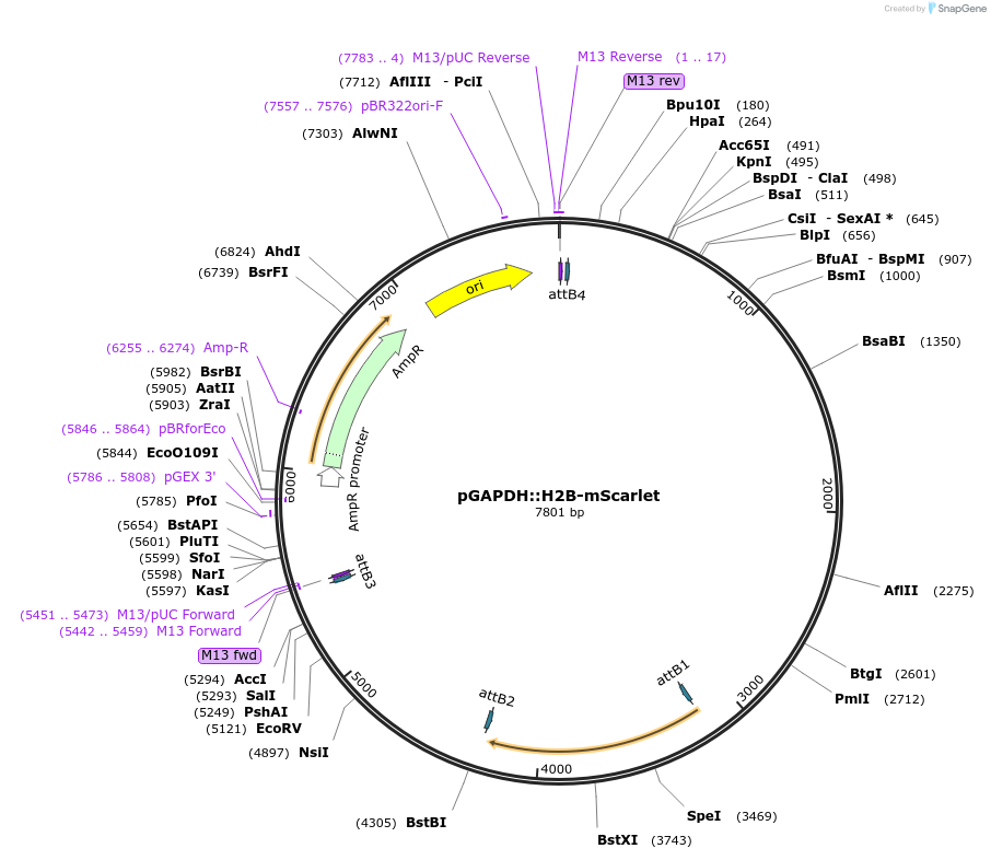 186764-plasmid-map-sequence-id-374514