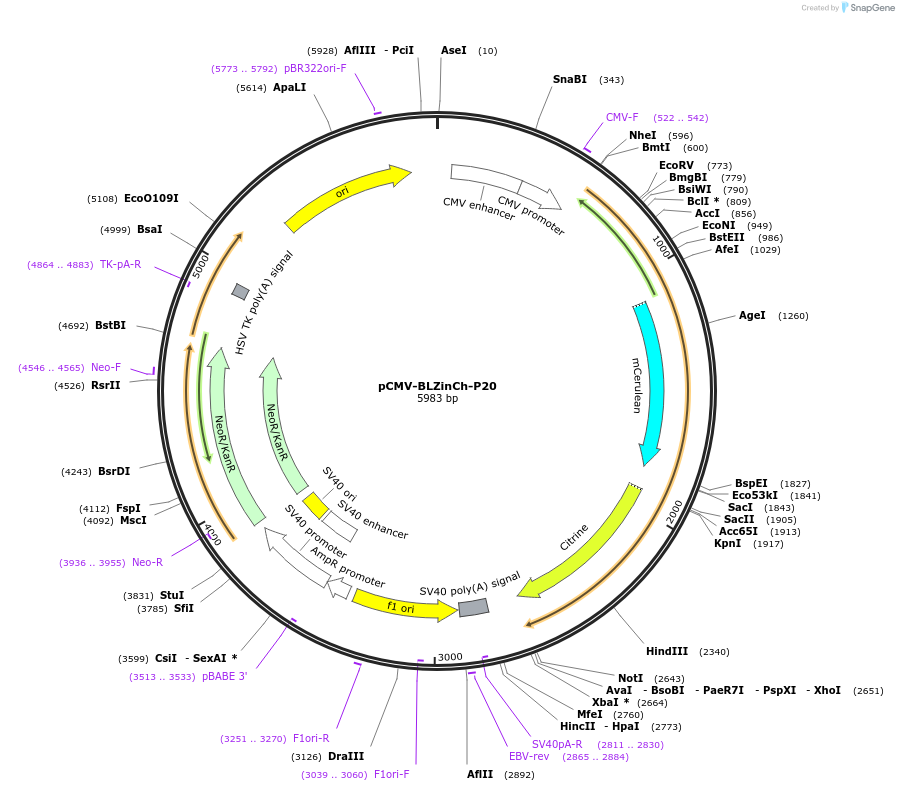 188055-plasmid-map-sequence-id-374516