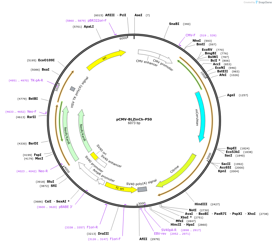 188058-plasmid-map-sequence-id-374521