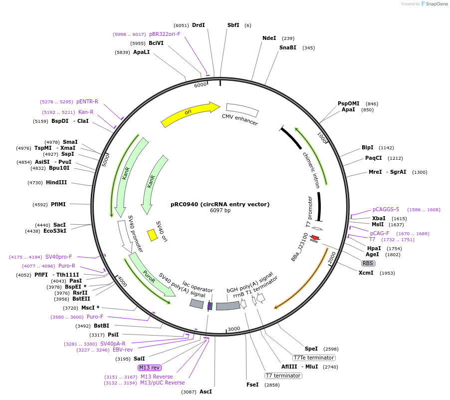 189967-plasmid-map-sequence-id-374522
