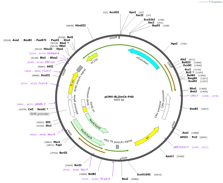 188057-plasmid-map-sequence-id-374523
