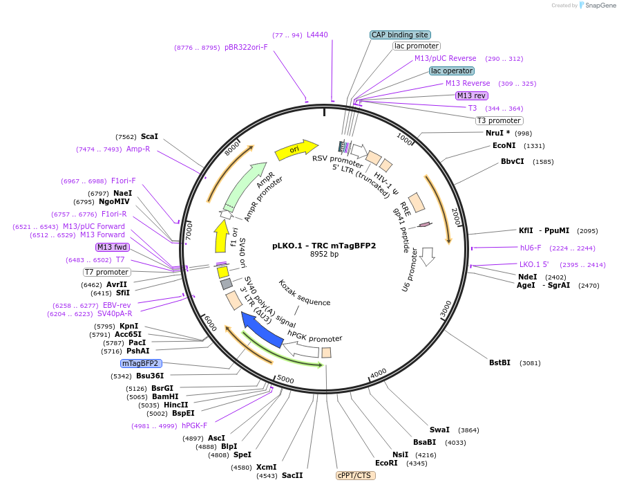 191566-plasmid-map-sequence-id-374525