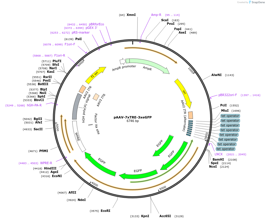 191206-plasmid-map-sequence-id-374526