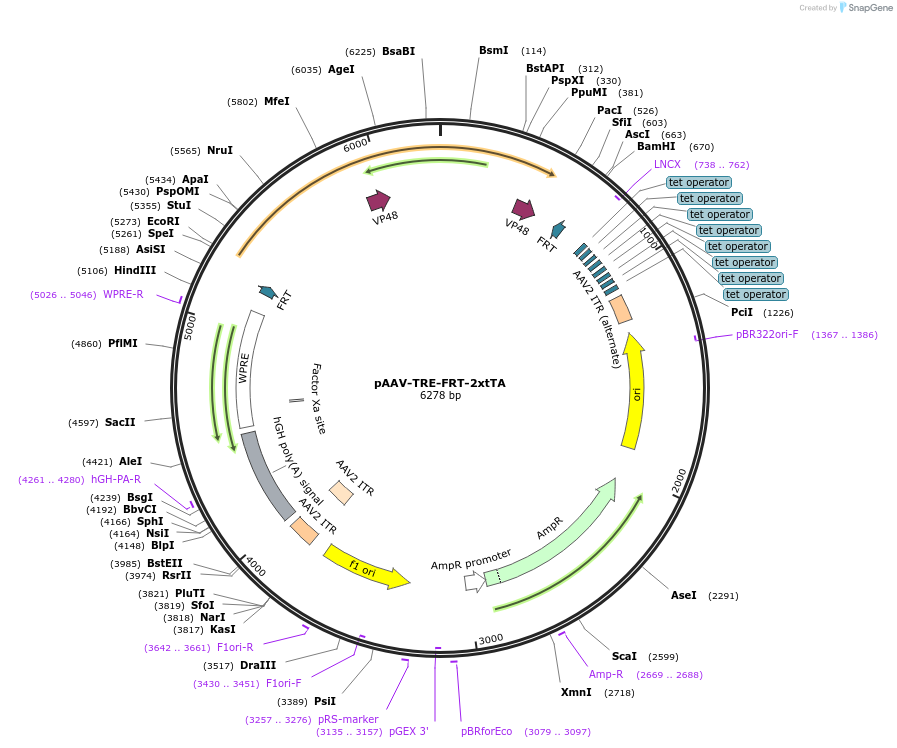 191205-plasmid-map-sequence-id-374527