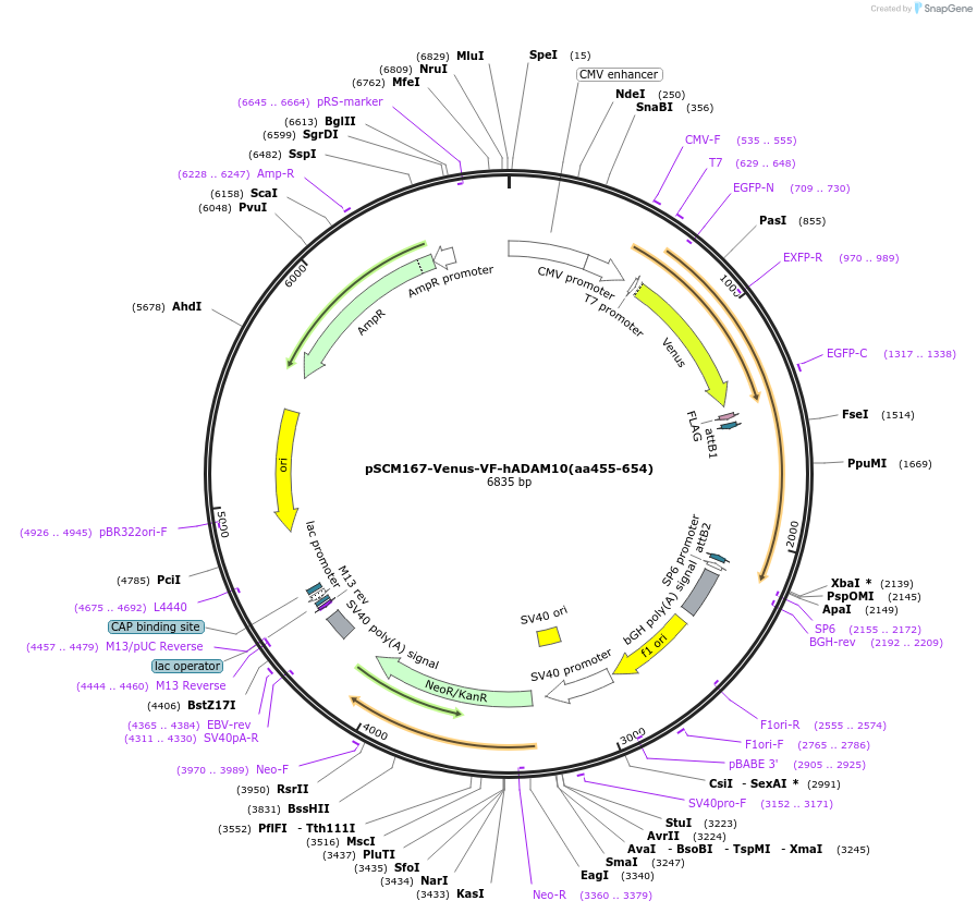 189561-plasmid-map-sequence-id-374541