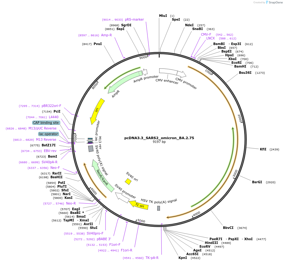 190674-plasmid-map-sequence-id-374543
