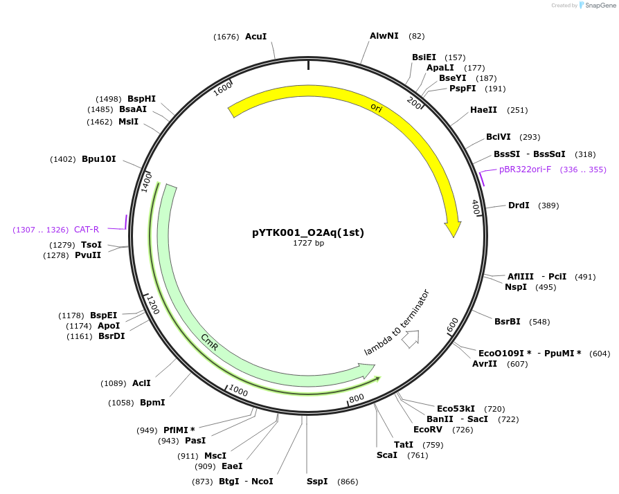 190917-plasmid-map-sequence-id-374546