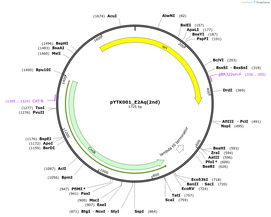 190911-plasmid-map-sequence-id-374548
