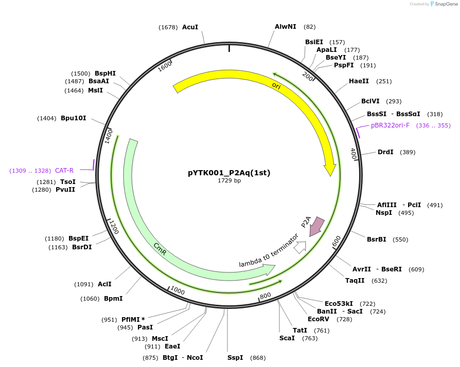 190912-plasmid-map-sequence-id-374549