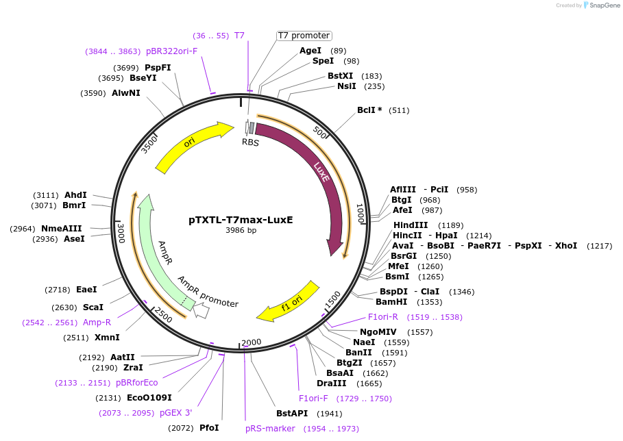188309-plasmid-map-sequence-id-374550