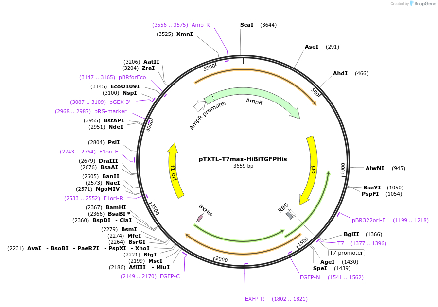 188317-plasmid-map-sequence-id-374552