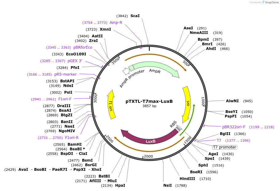 188306-plasmid-map-sequence-id-374553