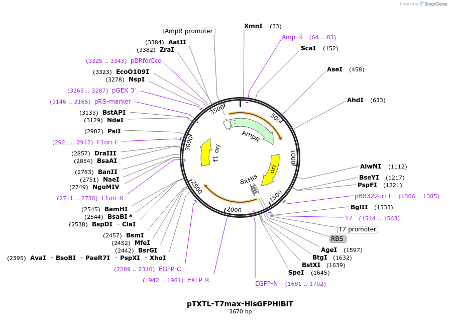188316-plasmid-map-sequence-id-374557