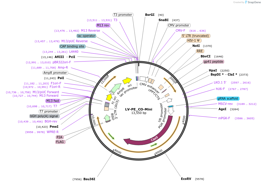 190338-plasmid-map-sequence-id-374563
