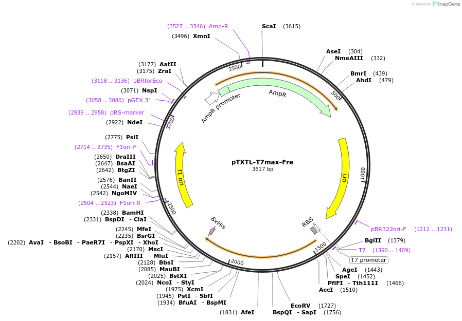 188310-plasmid-map-sequence-id-374565
