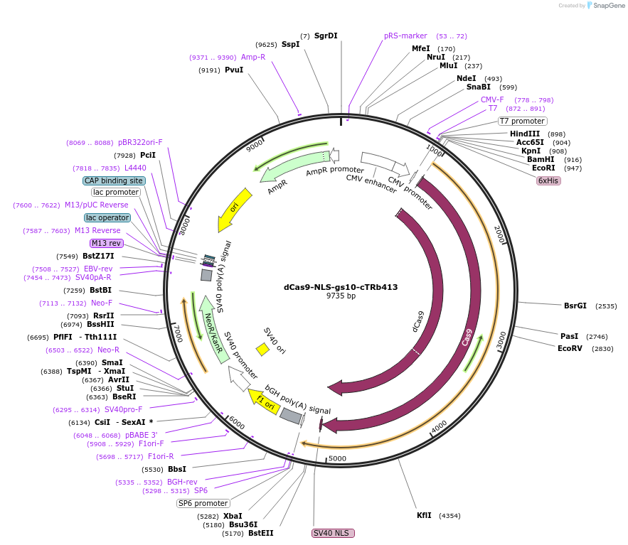 188261-plasmid-map-sequence-id-374572