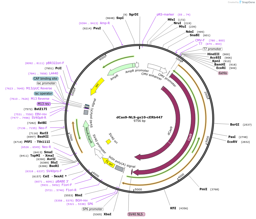 188257-plasmid-map-sequence-id-374591