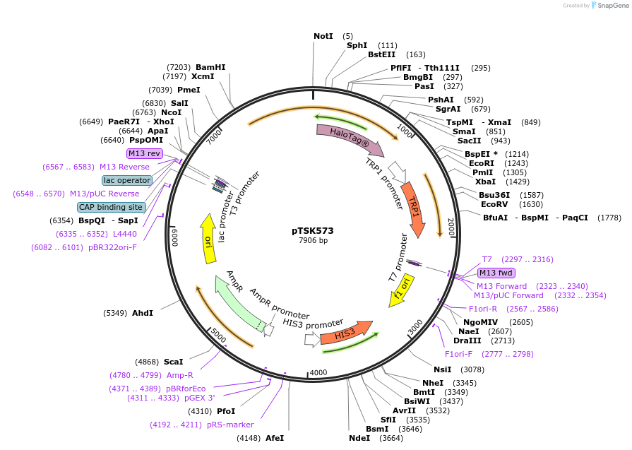 190881-plasmid-map-sequence-id-374609