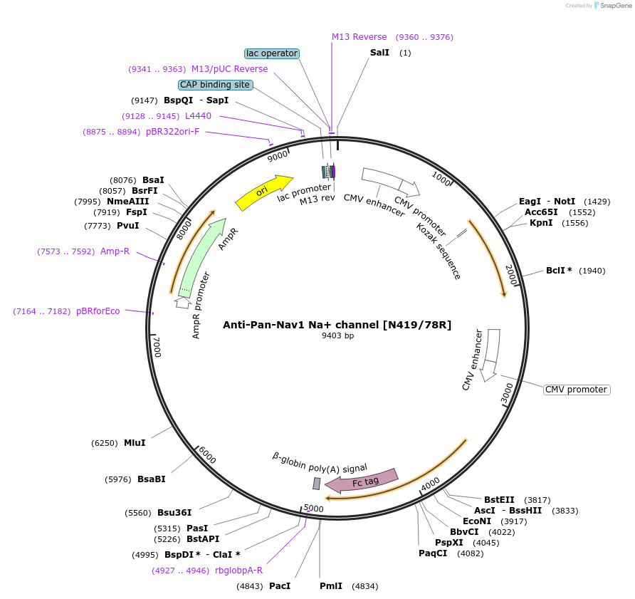 114553-plasmid-map-sequence-id-374612