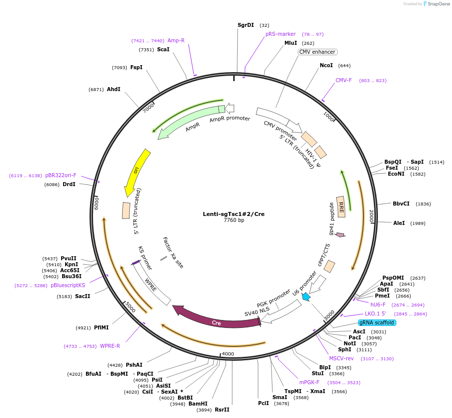 173658-plasmid-map-sequence-id-374618