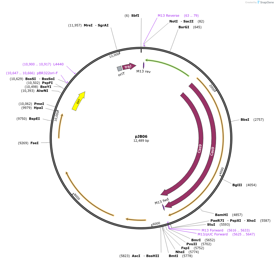 190480-plasmid-map-sequence-id-374623