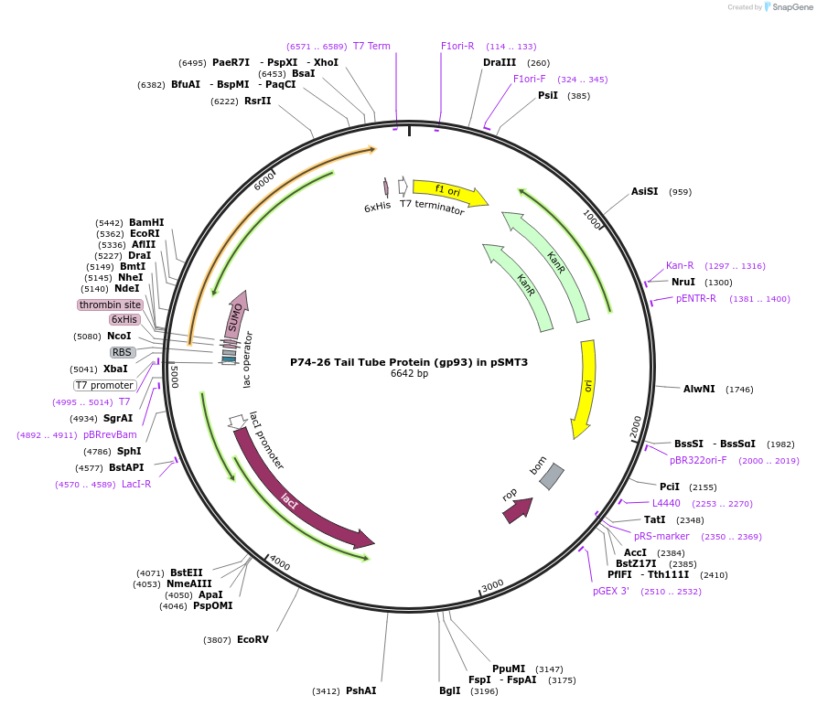 191261-plasmid-map-sequence-id-374680